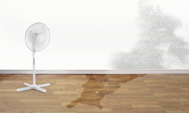 Best Water damage restoration specialists  in Bossier City, LA